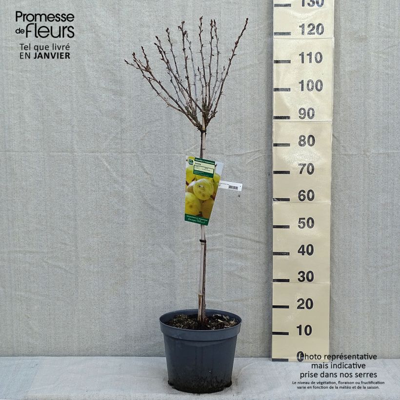 Gooseberry Invicta - Ribes uva-crispa 7.5L/10L pot, Quarter standard sample as delivered in winter