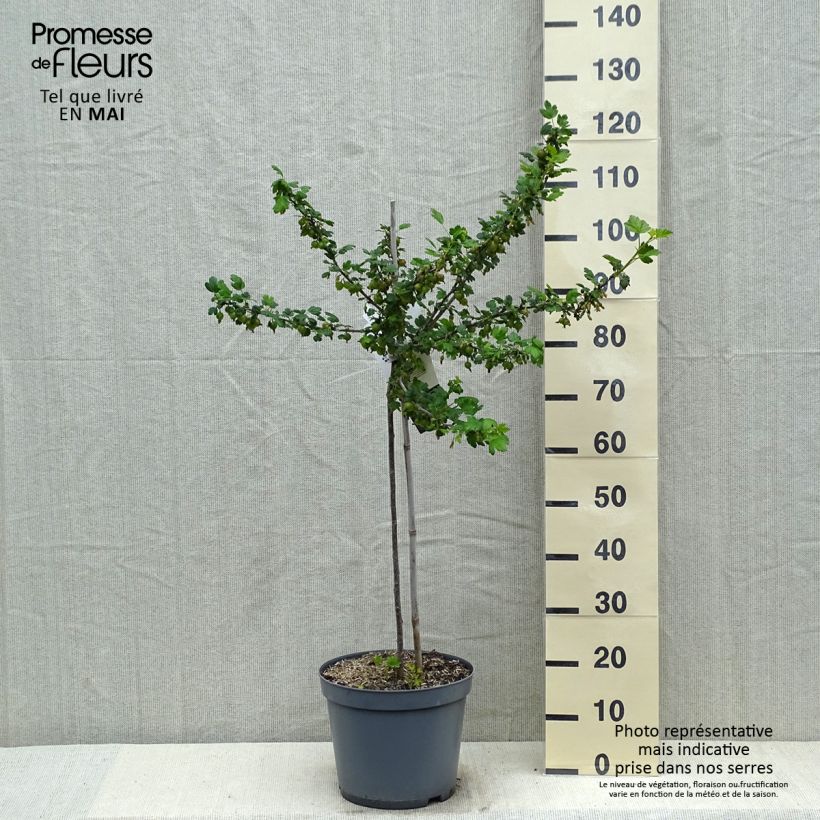 Gooseberry Invicta - Ribes uva-crispa 7.5L/10L pot, Quarter standard sample as delivered in spring