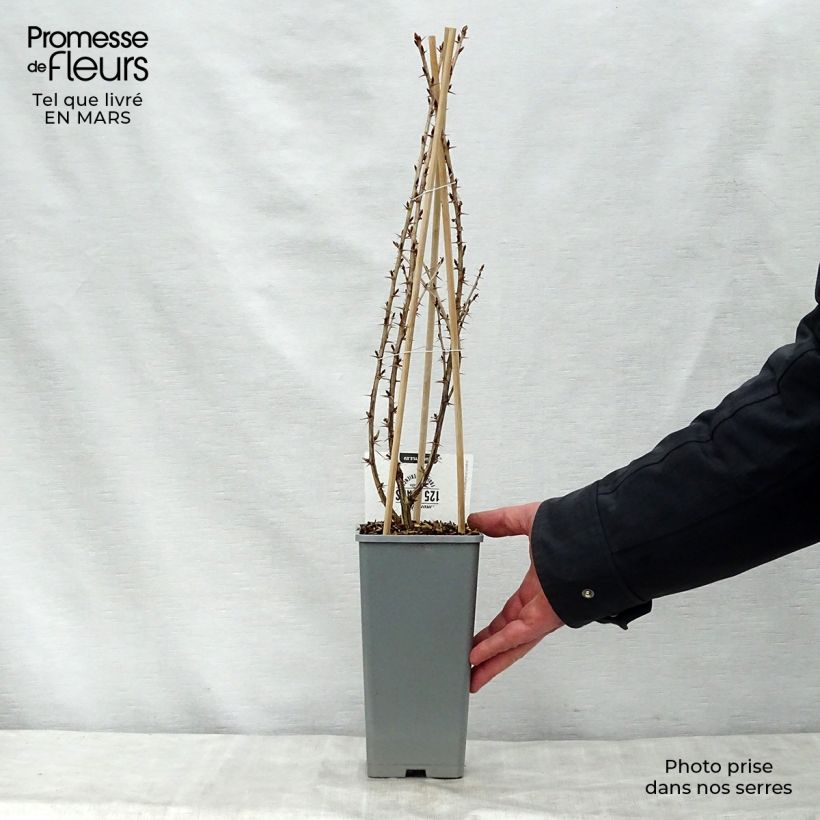 Gooseberry Captivator - Ribes uva crispa 1.5L/2L pot, Bush sample as delivered in spring