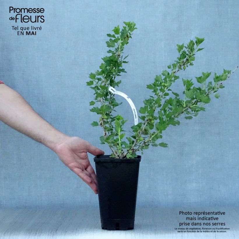 Gooseberry Worcesterberry - Ribes uva-crispa 2L/3L pot sample as delivered in spring