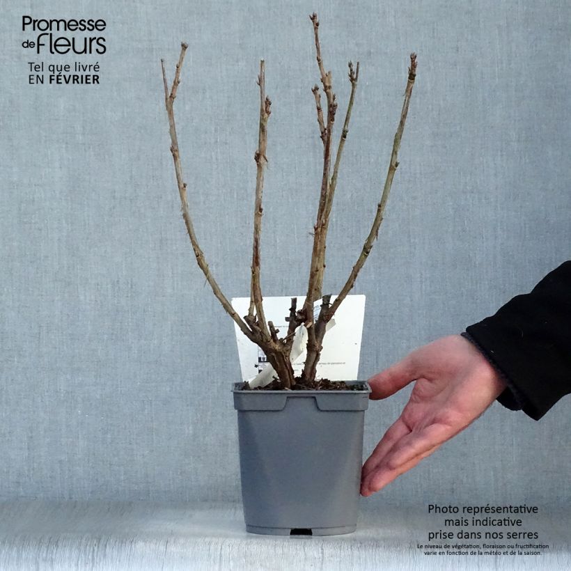 Redcurrant Mactor - Georges Delbard 2L/3L pot, Bush sample as delivered in winter