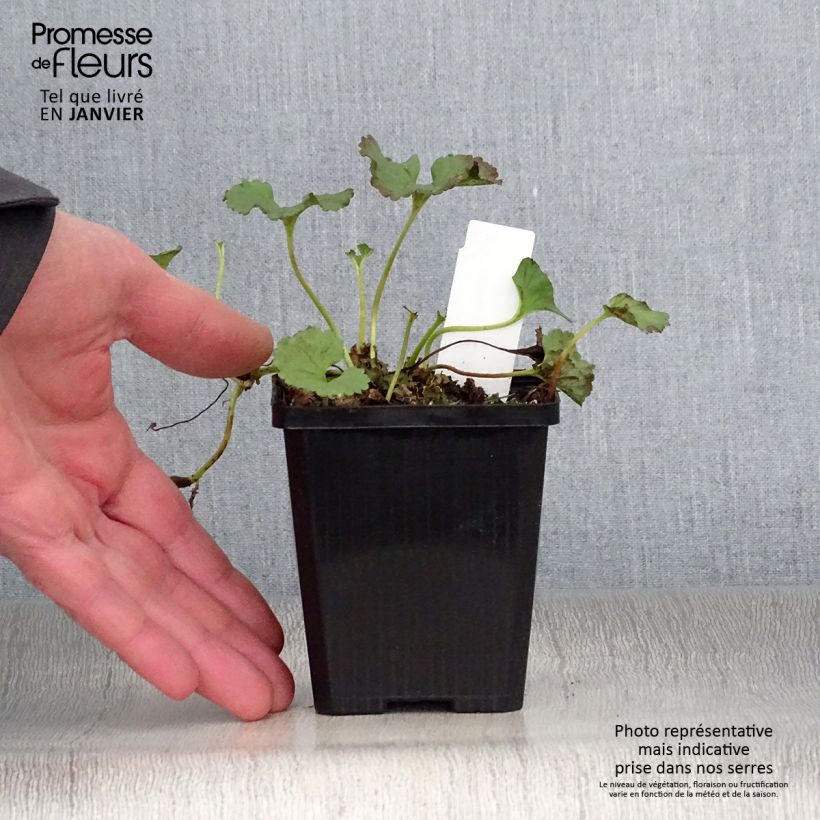 Gunnera magellanica 8/9 cm pot sample as delivered in winter