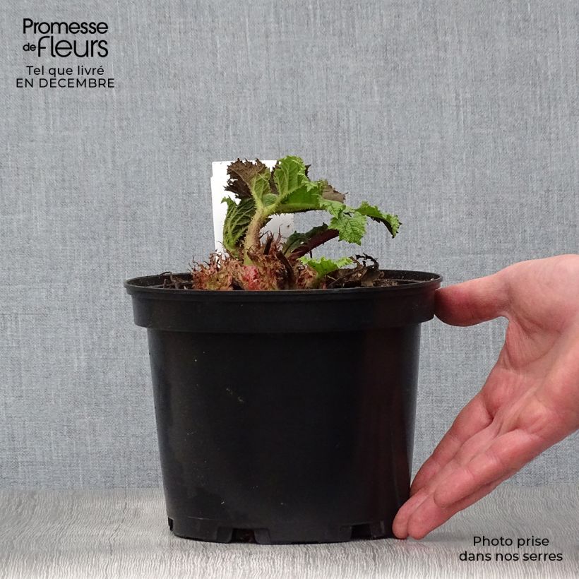 Gunnera manicata - Brazilian Giant-rhubarb 2L/3L pot sample as delivered in winter