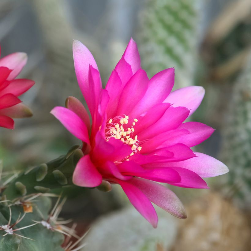 Gymnocalycium baldianum - Dwarf chin cactus (Flowering)