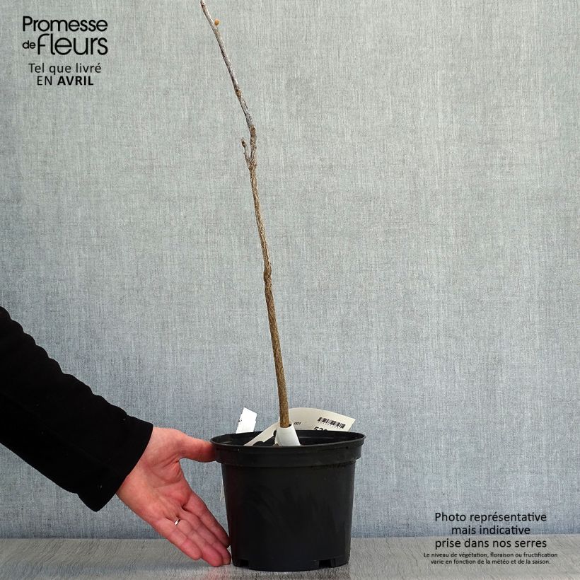 Gymnocladus dioica 3L/4L pot sample as delivered in spring