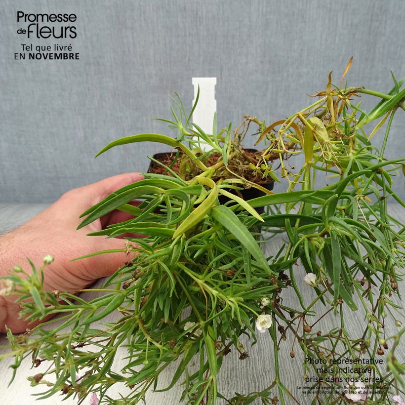 Gypsophila Rosenschleier 8/9 cm pot sample as delivered in autumn