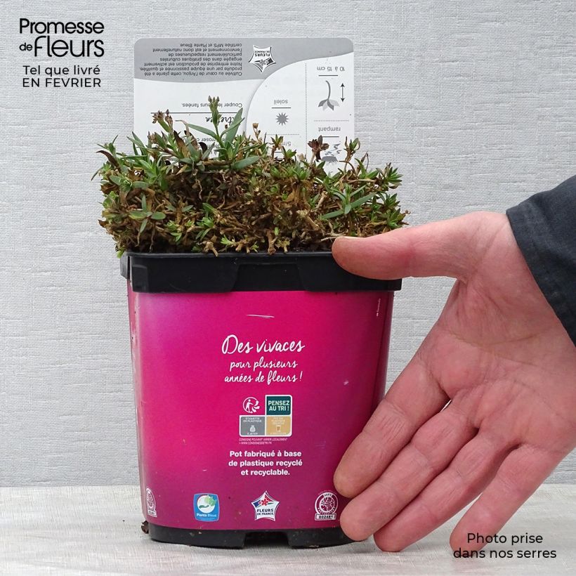 Gypsophila Rosenschleier 2L/3L pot sample as delivered in winter