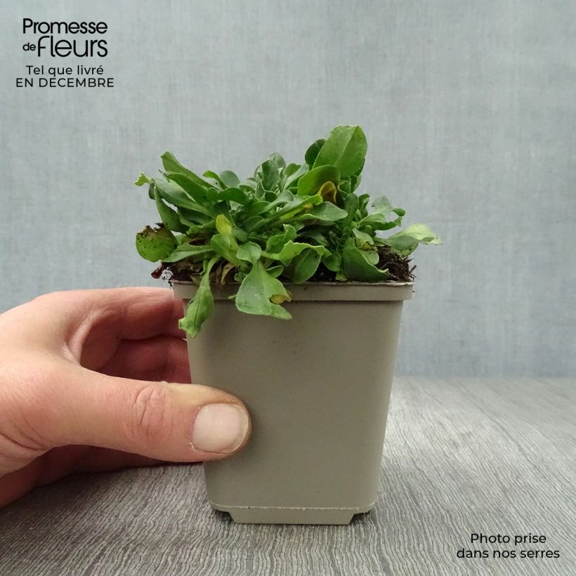 Gypsophila cerastioides 8/9 cm pot sample as delivered in winter