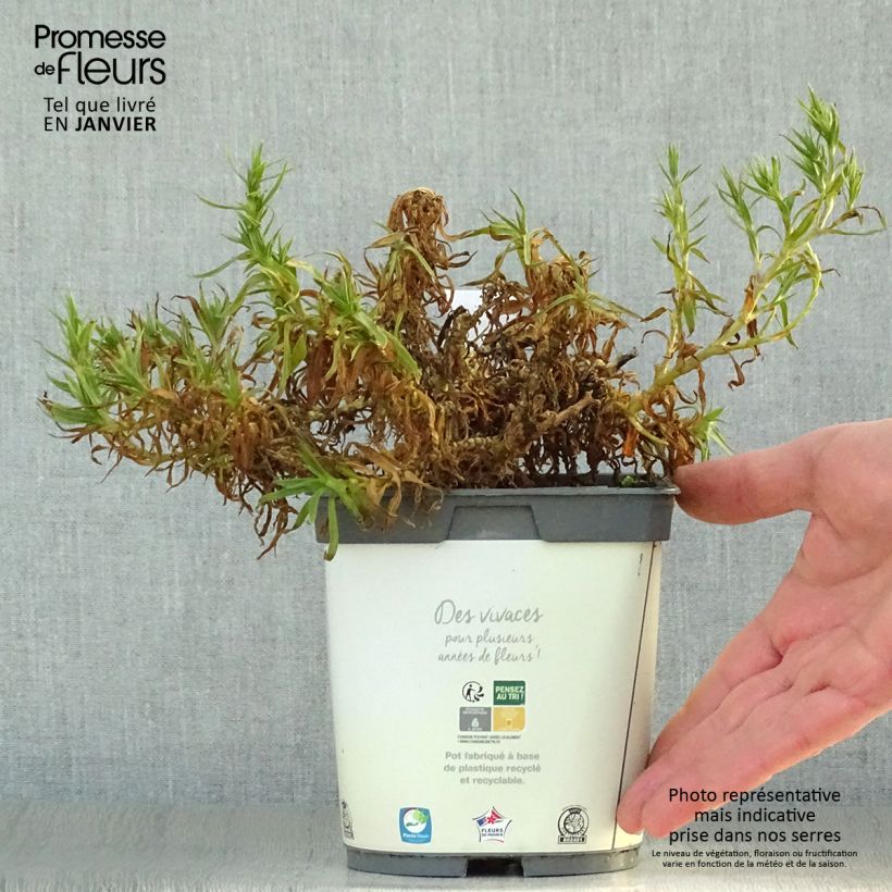 Gypsophila paniculata Bristol Fairy 2L/3L pot sample as delivered in winter
