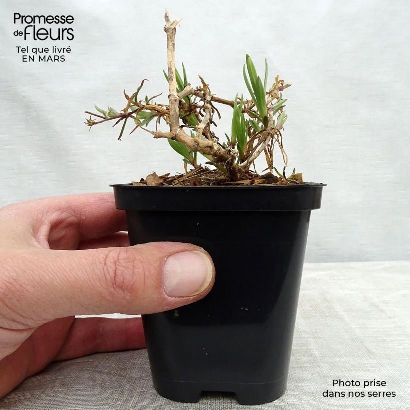 Gypsophila paniculata Festival Pink 8/9 cm pot sample as delivered in spring