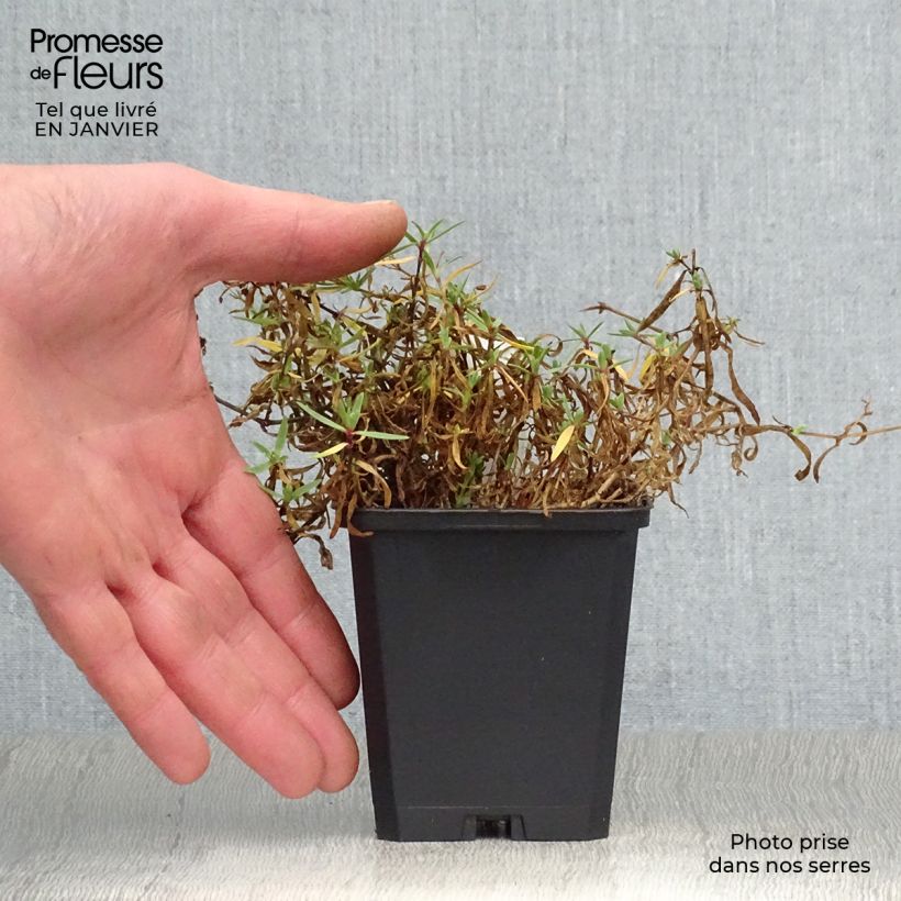 Gypsophila repens Alba 8/9 cm pot sample as delivered in winter