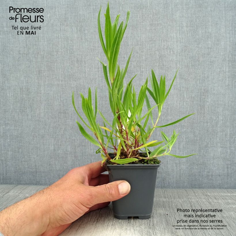 Gypsophila pacifica 8/9 cm pot sample as delivered in spring