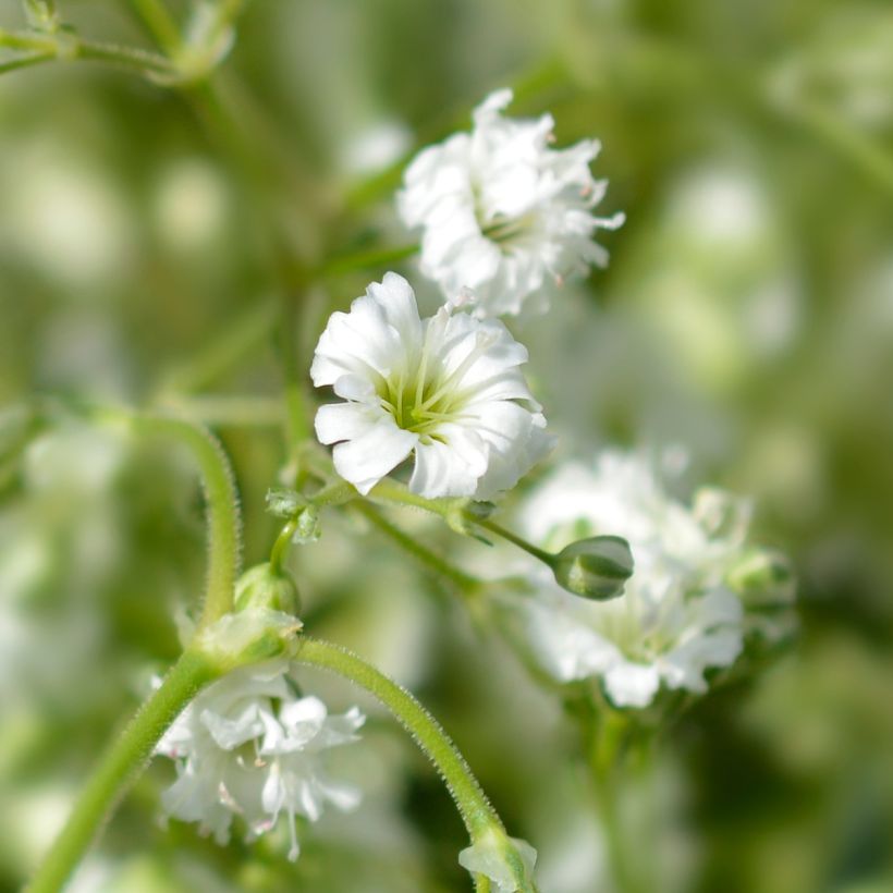 Gypsophila paniculata Snowflake (Flowering)