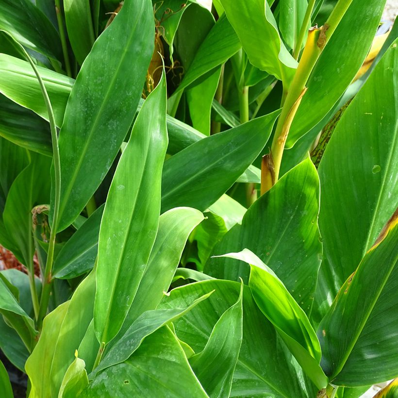 Hedychium Devon Cream (Foliage)