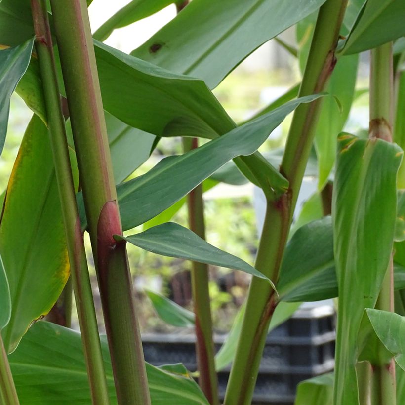 Hedychium coronarium Elizabeth (Foliage)