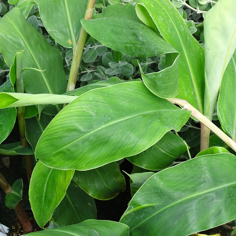 Hedychium gardnerianum - Kahili Ginger (Foliage)