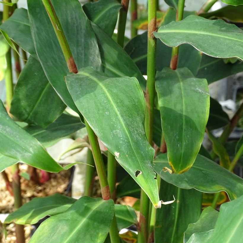 Hedychium deceptum (Foliage)