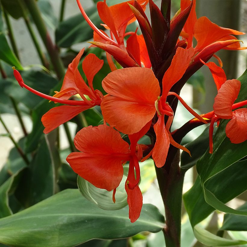 Hedychium deceptum (Flowering)
