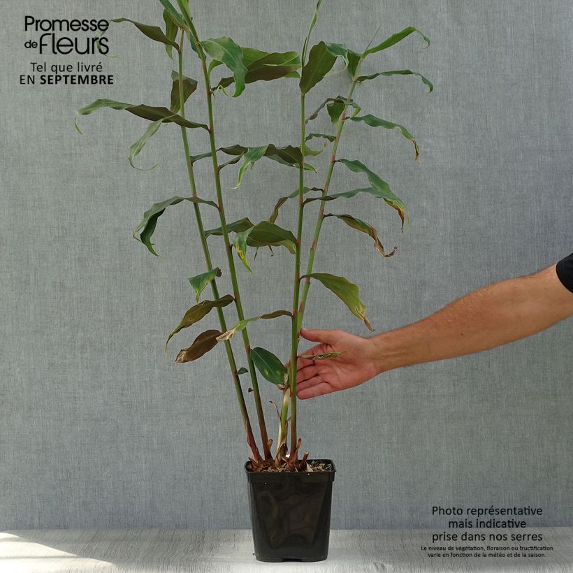 Hedychium deceptum 3L/4L pot sample as delivered in autumn