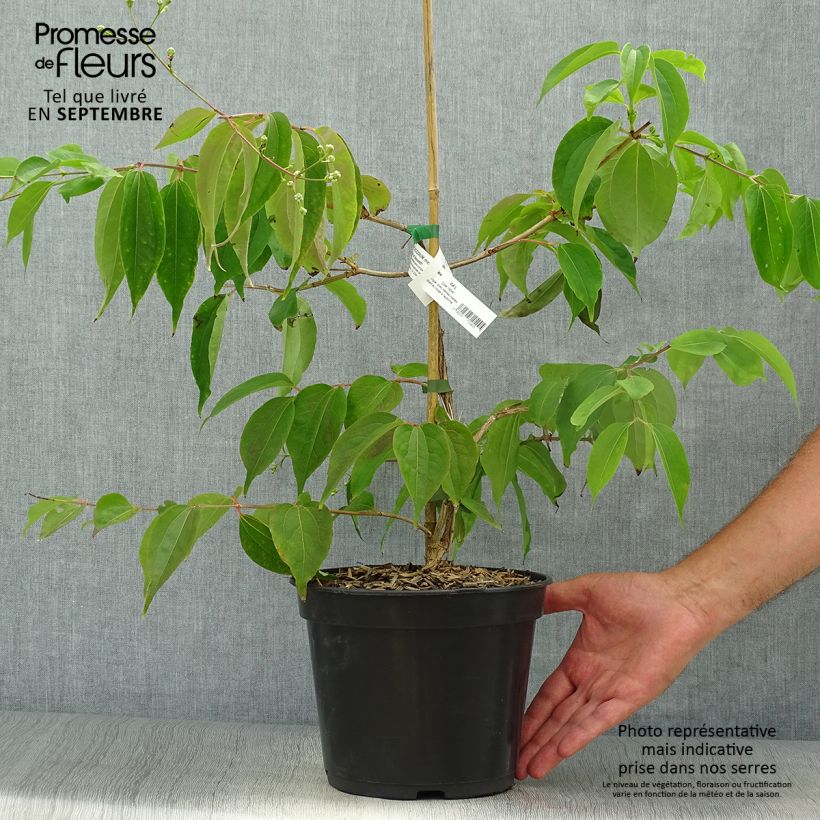 Heptacodium miconioides Temple of Bloom - Seven-son Tree 4L/5L pot sample as delivered in autumn
