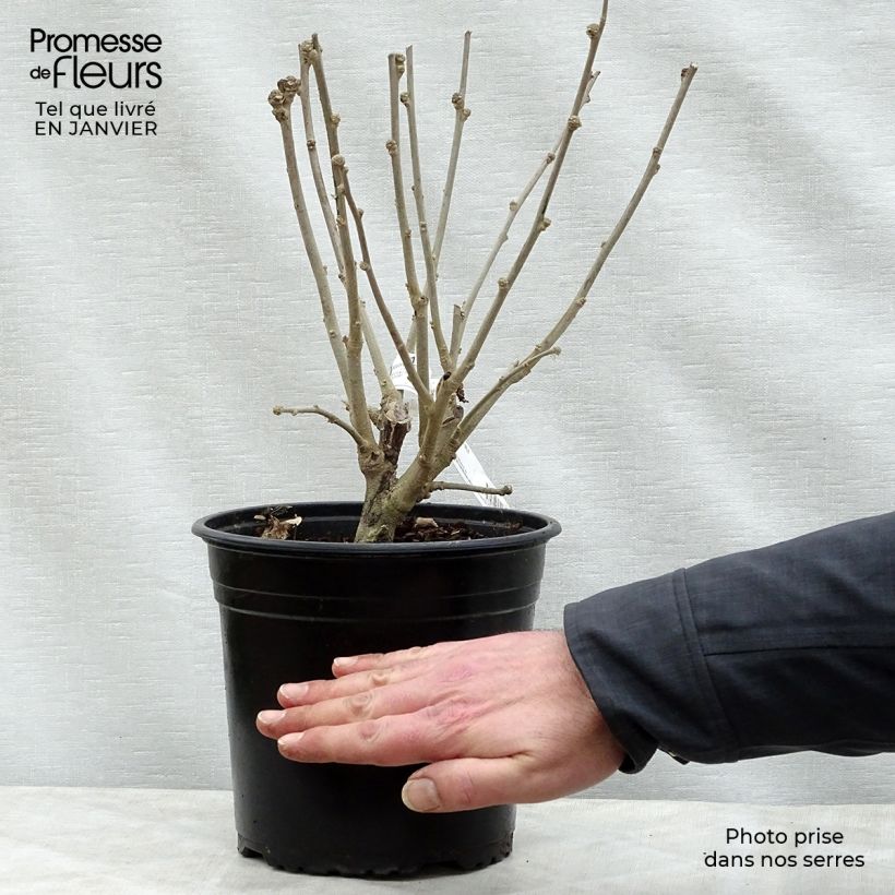 Hibiscus syriacus Russian Violet II - Rose of Sharon 3L/4L pot sample as delivered in winter