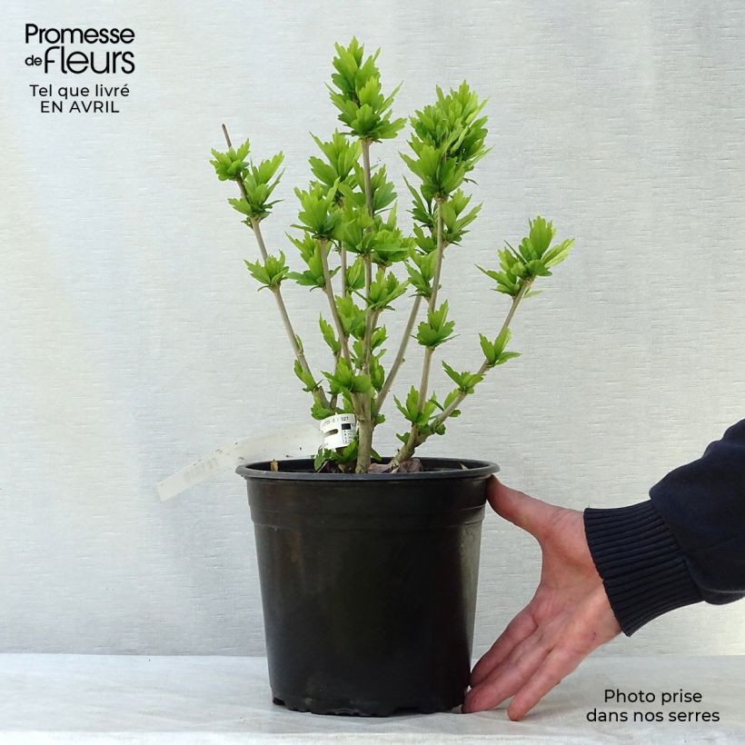 Hibiscus syriacus Russian Violet II - Rose of Sharon 3L/4L pot sample as delivered in spring