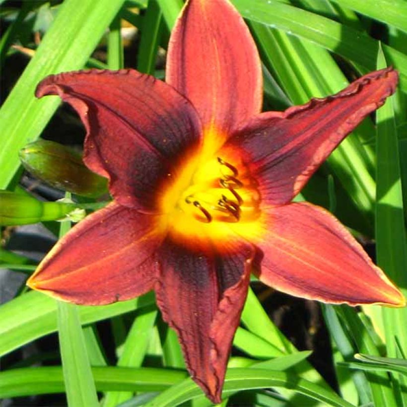 Hemerocallis Black Prince - Daylily (Flowering)