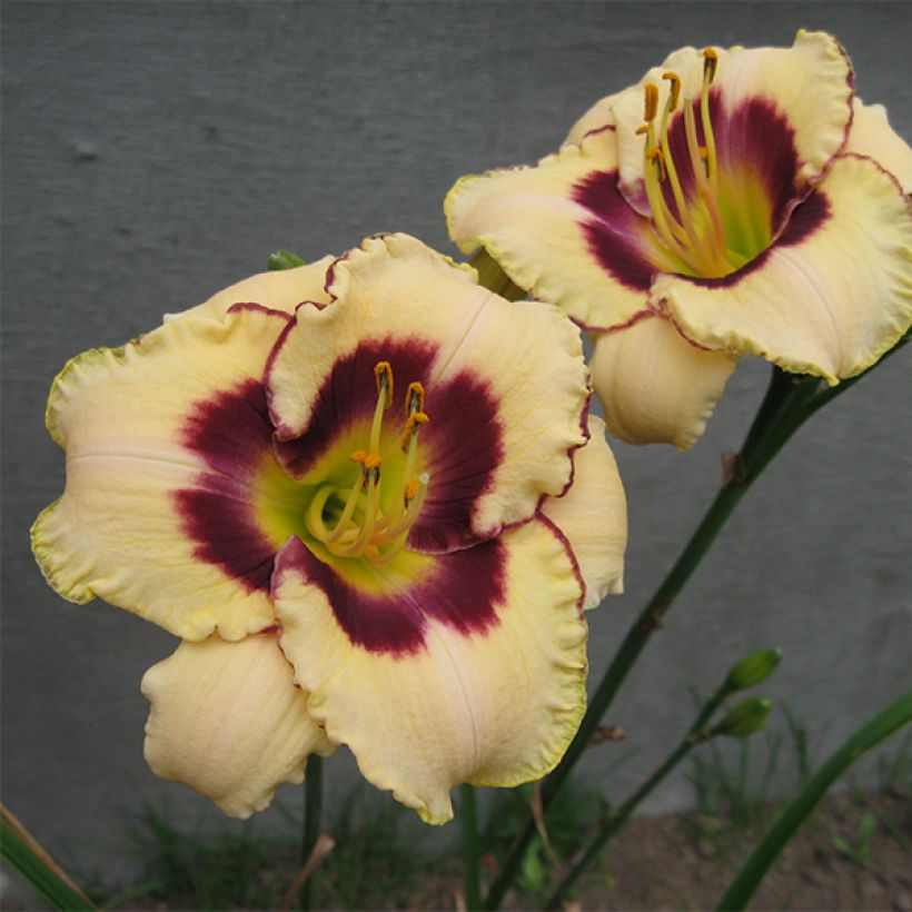 Hemerocallis Canadian Border Patrol - Daylily (Flowering)