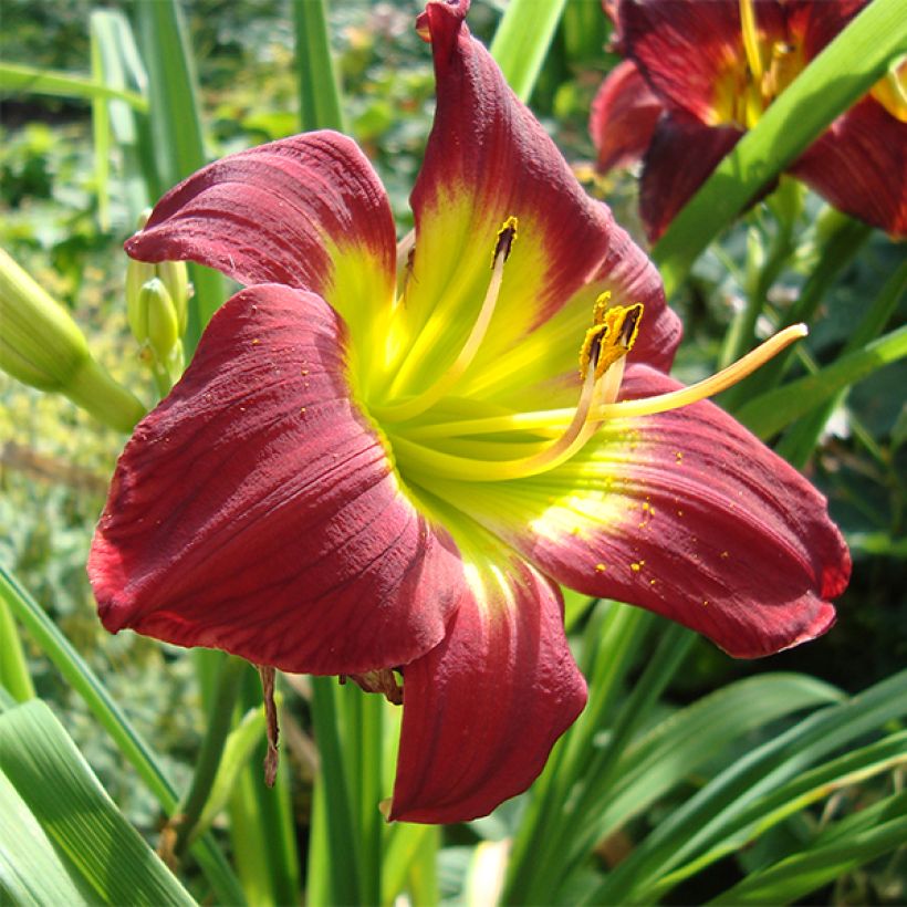 Hemerocallis Christmas Is - Daylily (Flowering)