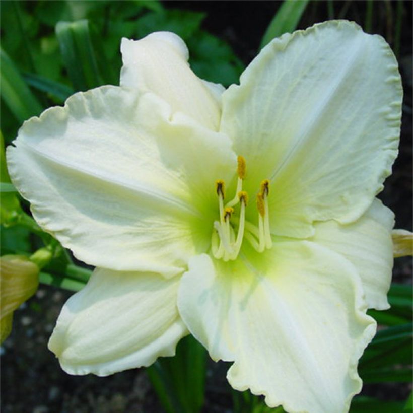 Hemerocallis Lime Frost - Daylily (Flowering)