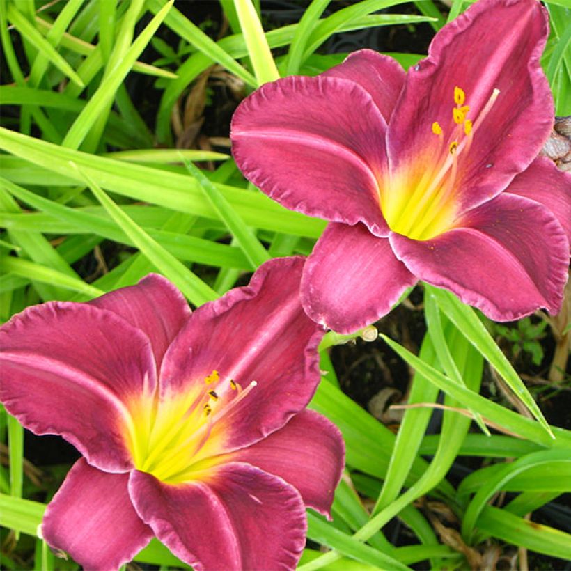 Hemerocallis Olive Bailey Langdon - Daylily (Flowering)