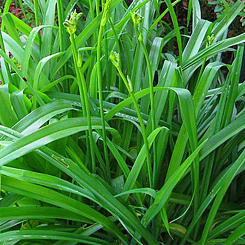 Hemerocallis Rainbow Gold - Daylily (Foliage)