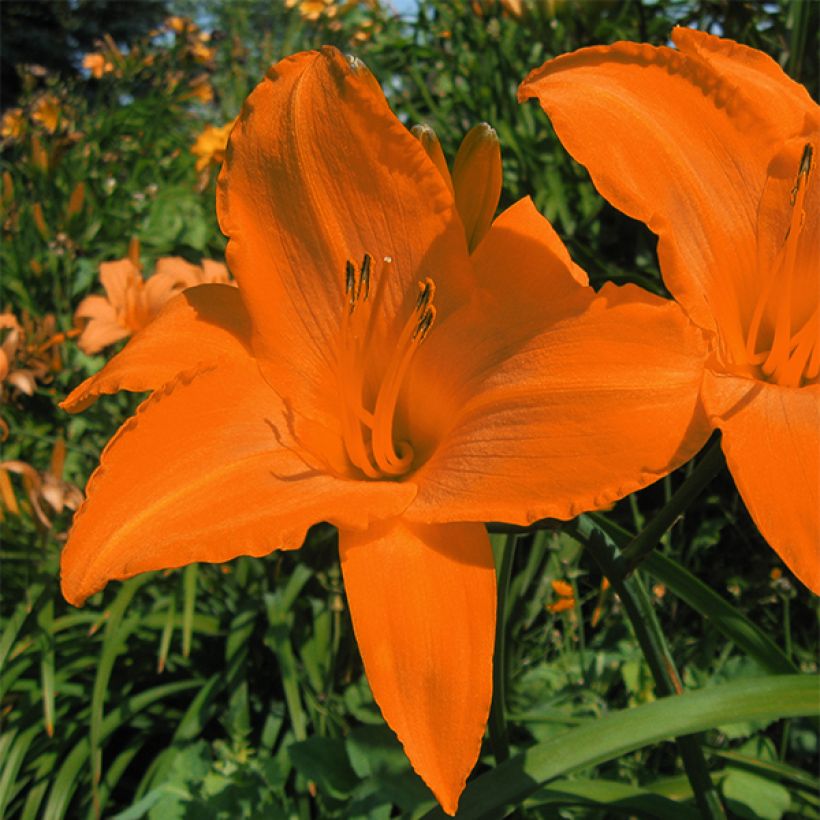 Hemerocallis Rainbow Gold - Daylily (Flowering)