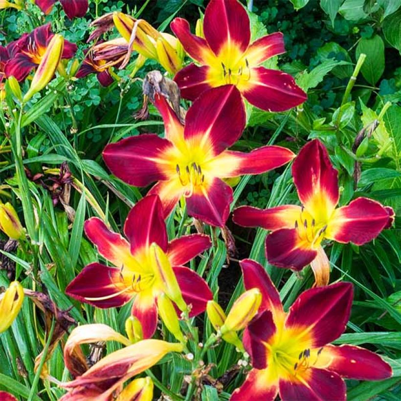 Hemerocallis Ruby Spider - Daylily (Flowering)