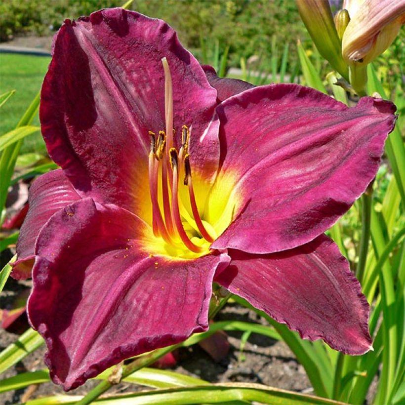 Hemerocallis Strutters Ball - Daylily (Flowering)