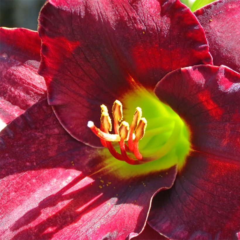 Hemerocallis Vintage Bordeaux - Daylily (Flowering)