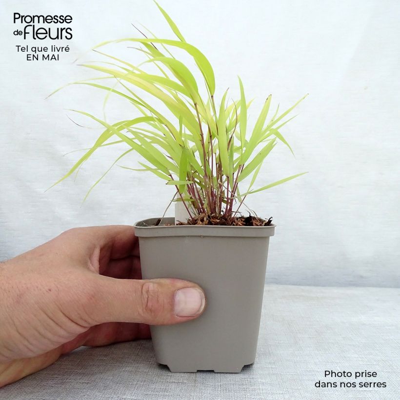 Hakonechloa macra Sunflare - Japanese Forest Grass 8/9 cm pot sample as delivered in spring
