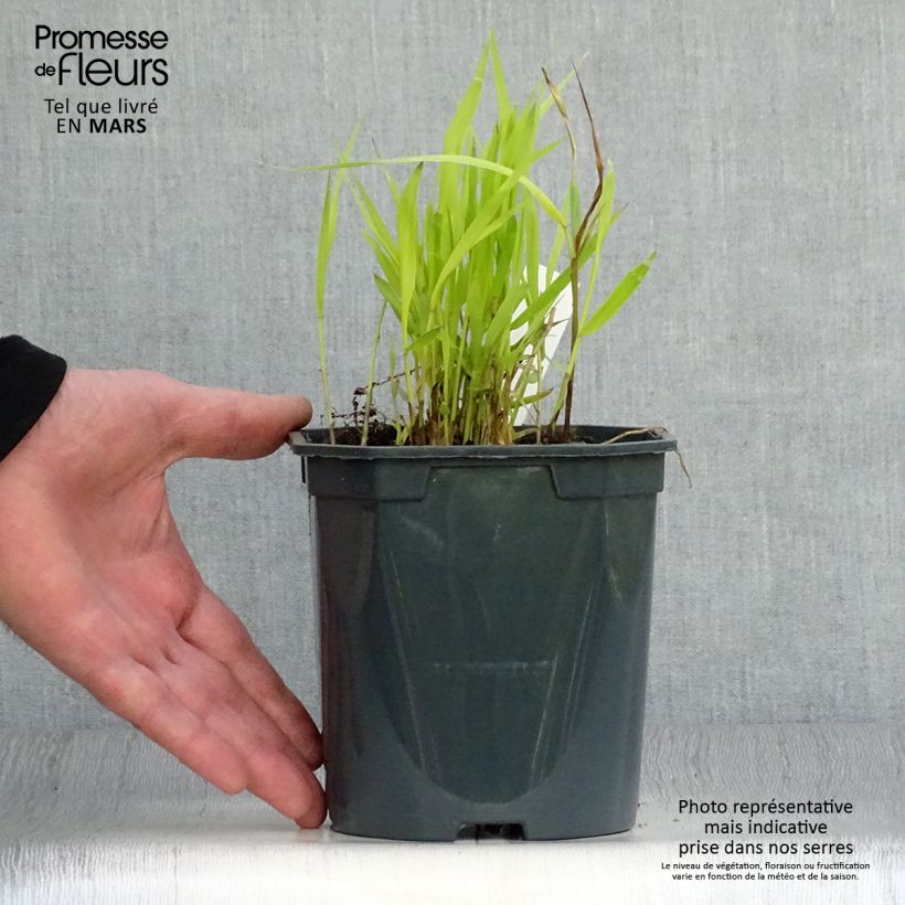 Hakonechloa macra Sunflare - Japanese Forest Grass 1L/1.5L pot sample as delivered in spring