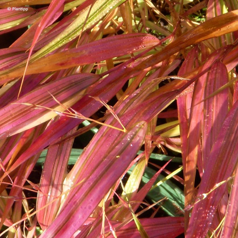 Hakonechloa macra Mulled Wine - Japanese forest grass (Foliage)