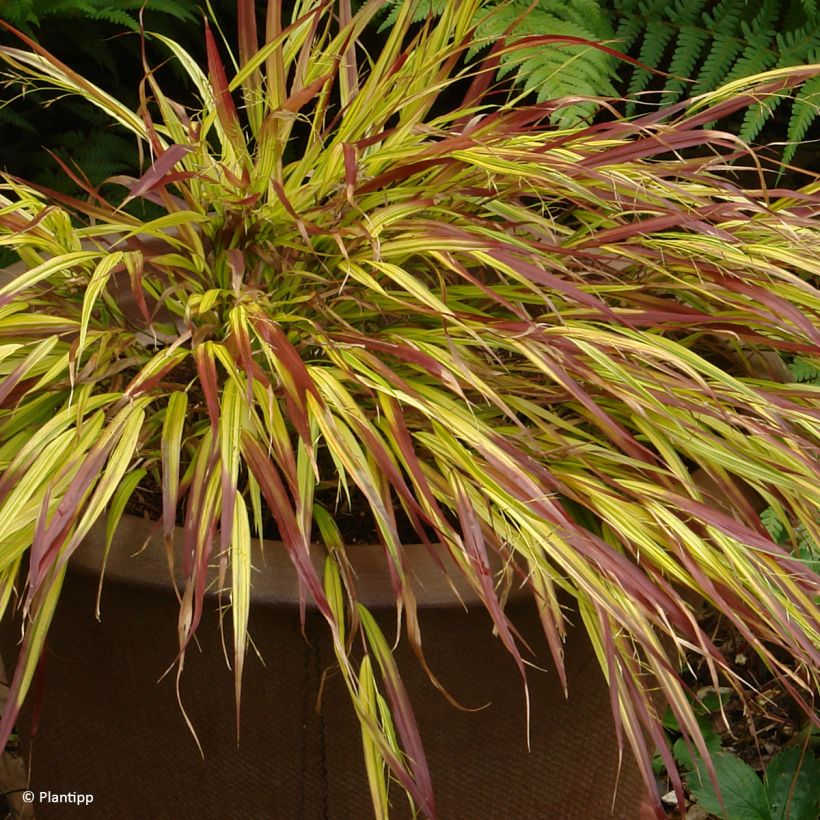 Hakonechloa macra Mulled Wine - Japanese forest grass (Plant habit)