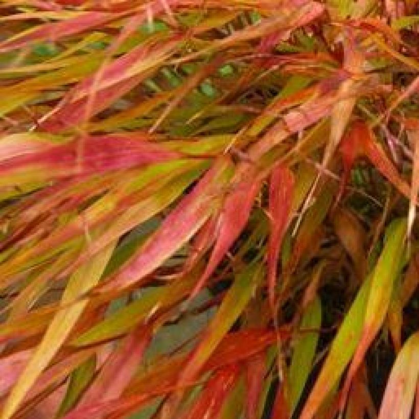 Hakonechloa macra Nicolas - Japanese Forest Grass (Foliage)