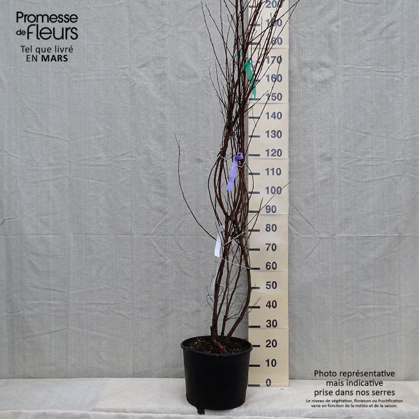 Halesia carolina - Carolina Silverbell 18L/20L pot sample as delivered in winter