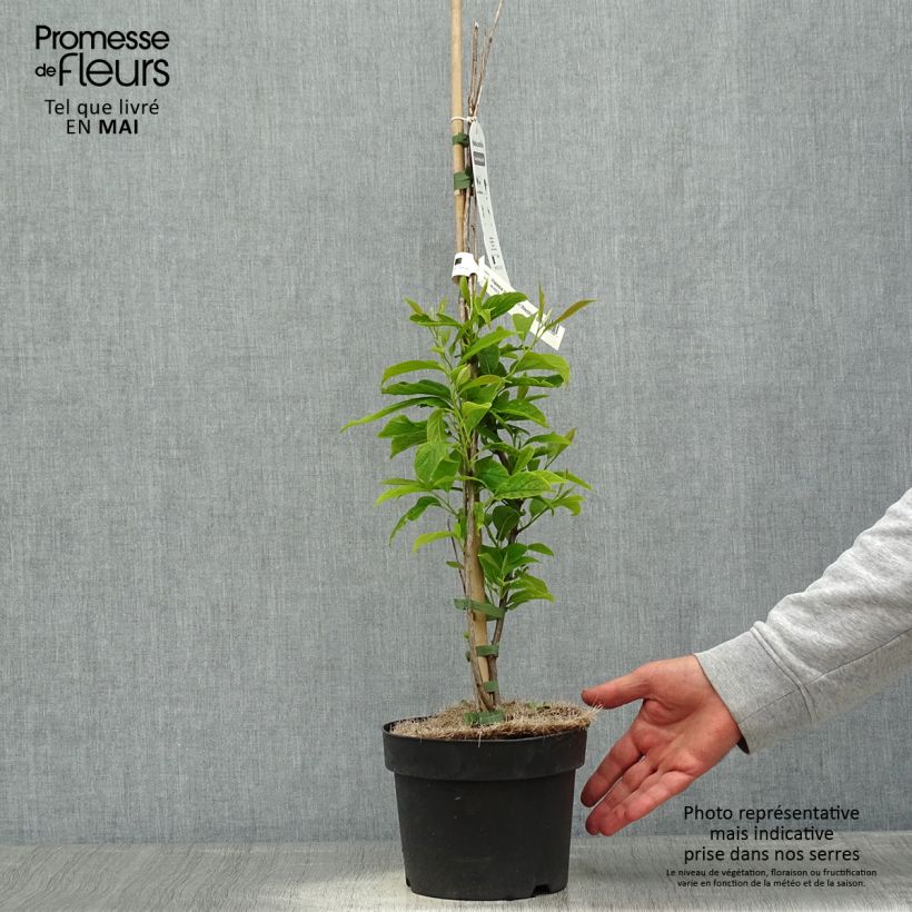 Halesia carolina UConn 2L/3L pot sample as delivered in spring