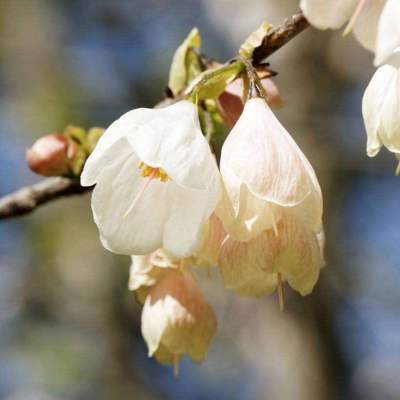 Halesia carolina UConn (Flowering)