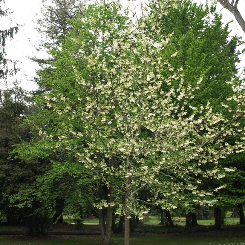 Halesia carolina UConn (Plant habit)