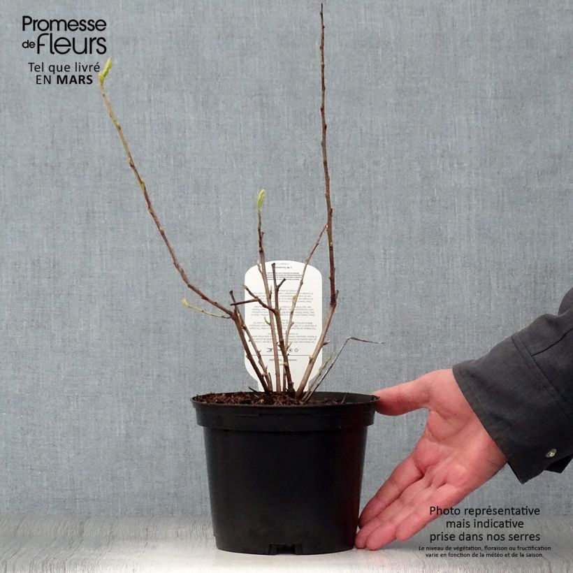 Halesia monticola Variegata 2L/3L pot sample as delivered in spring