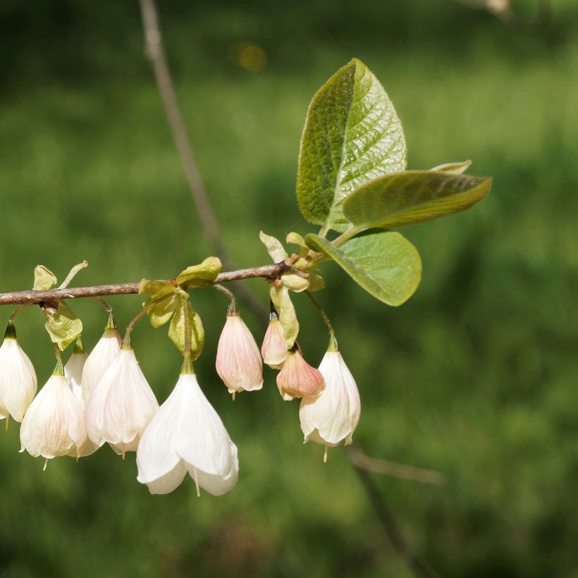 Halesia carolina var. monticola   (Flowering)