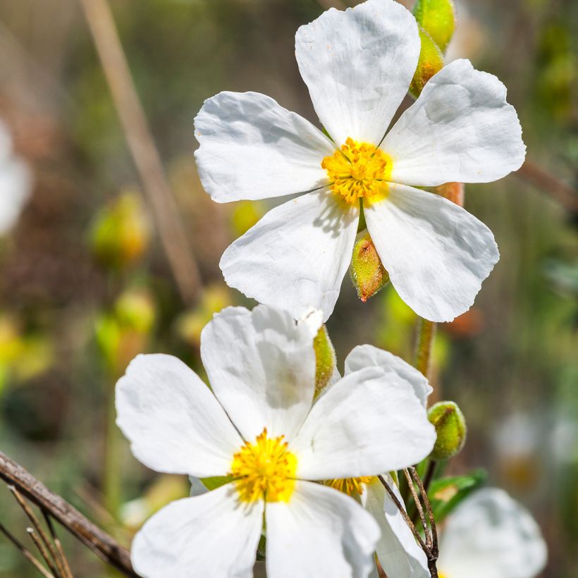 Halimium umbellatum April Snow (Flowering)