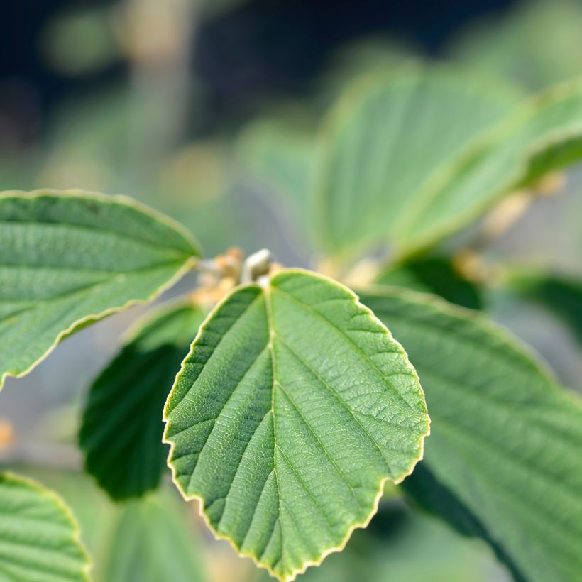 Hamamelis intermedia Arnold Promise - Witch Hazel (Foliage)