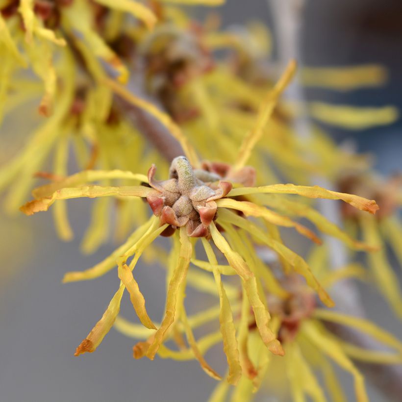 Hamamelis intermedia Arnold Promise - Witch Hazel (Flowering)
